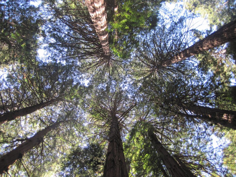trees-sun-through-fearless-financial-amy-rosenow
